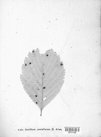 Gymnosporangium sabinae image